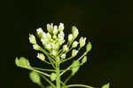 Roadside pennycress 